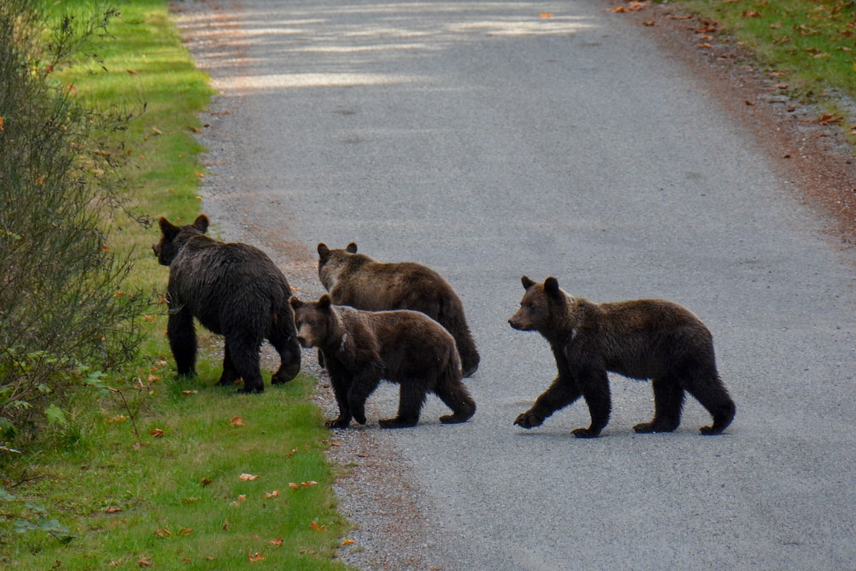In a small B.C. town, a grizzly family stirs unease