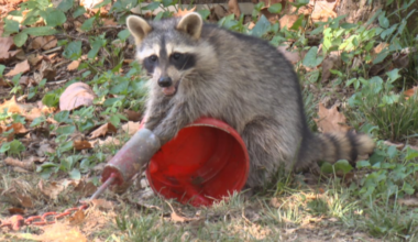 Raccoon rescued after being trapped in leg-hold trap in Evansville heat