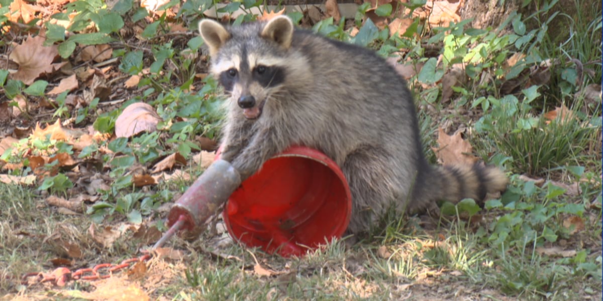 Raccoon rescued after being trapped in leg-hold trap in Evansville heat