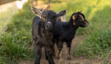 Rabid Baby Goats Send Health Officials Scrambling to Find Everyone Who Cuddled Them