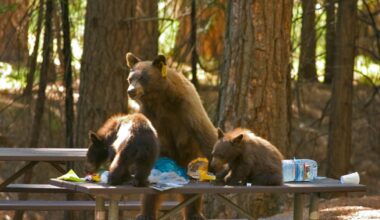A bear and cubs enjoying a picnic lunch thanks to visitors—Photo by Sean Crom