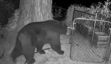 Bear sighting behind the Mother Lode Fairgrounds in Sonora