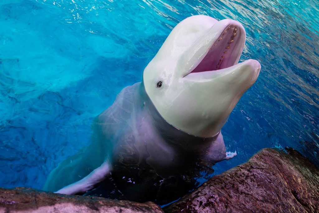 Beethoven, a 34-year-old beluga at the Shedd Aquarium, died this week, the third whale to die at the facility in the last 8 days, officials said Thursday, Sept. 3, 2026. The longtime aquarium resident is seen here in a 2017 photo.