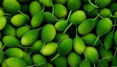 Bitter But Beneficial! Why This Seasonal Wild Vegetable Is Popular in Rajasthan