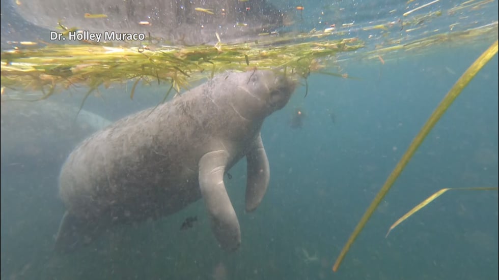 No one in Mississippi is currently permitted to specifically target manatees for research, so...
