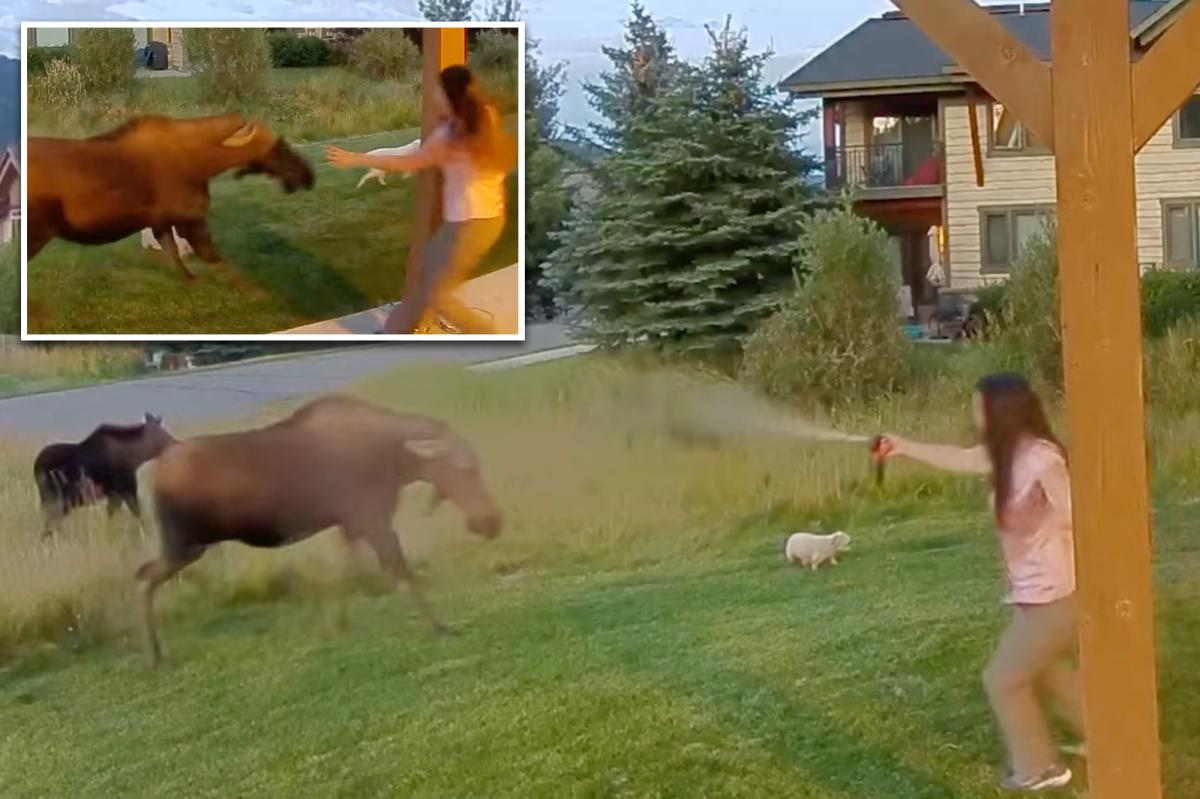 Montana woman uses bear spray to save her 3 dogs from wild moose