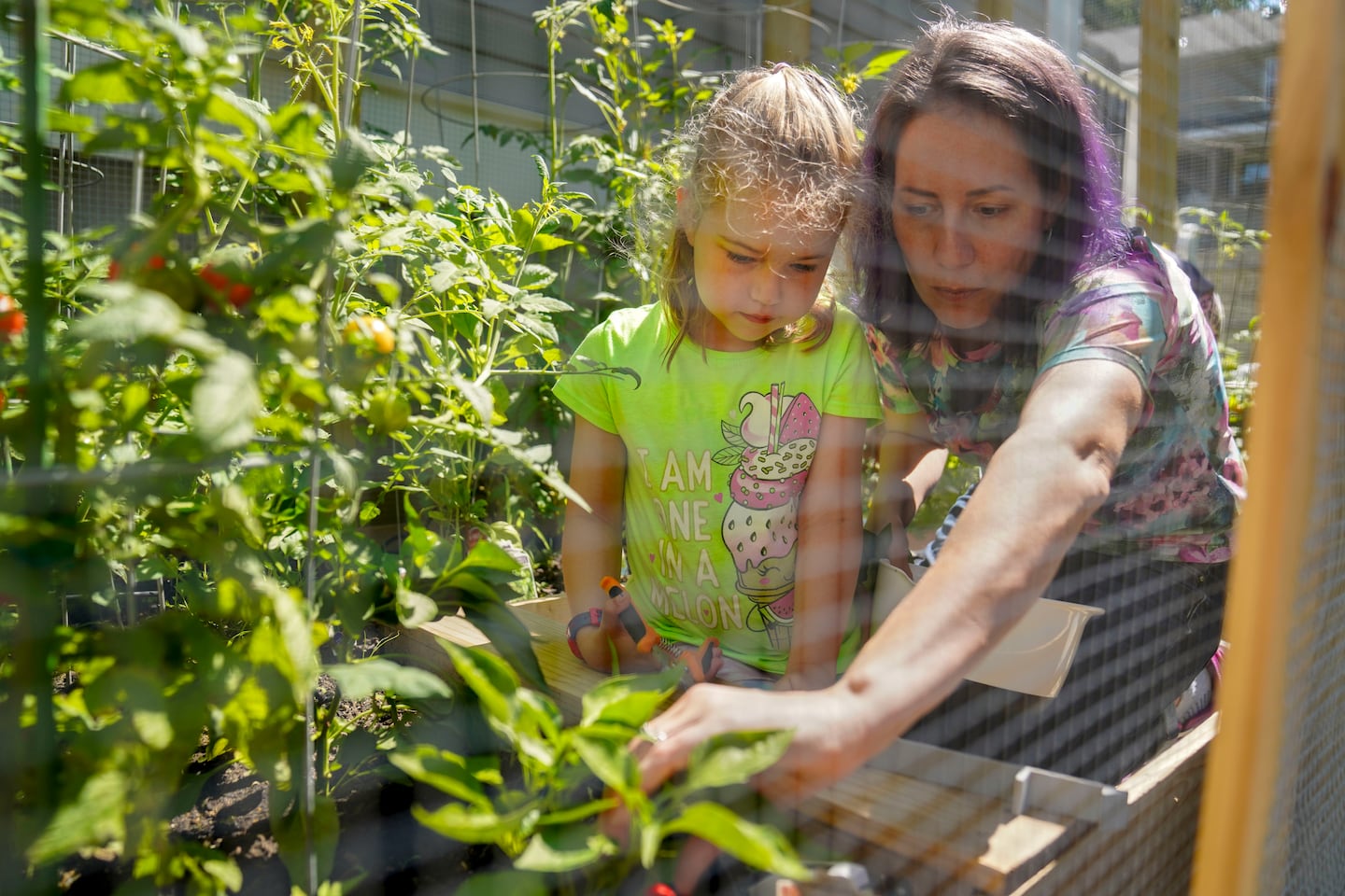 Olivia and her mother harvested peppers in their vegetable garden at home. 