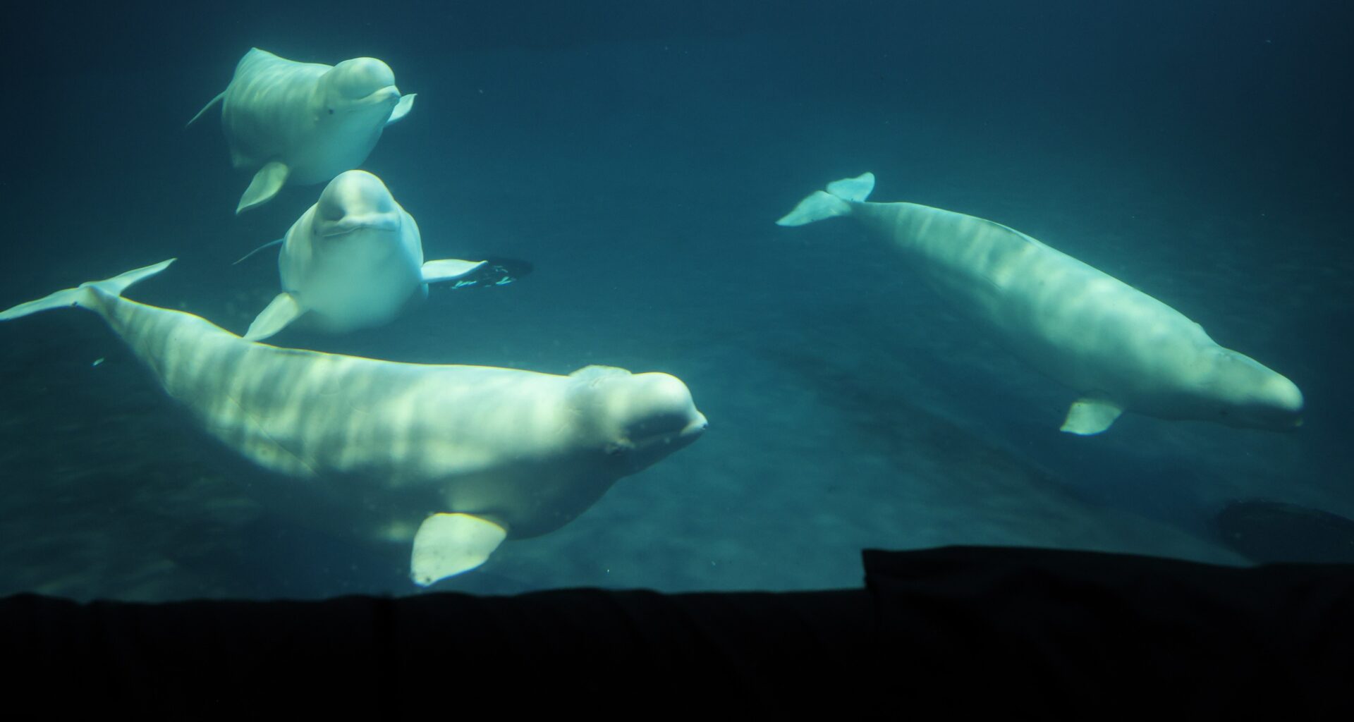A third beluga whale rescued from Canada has died at Shedd