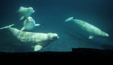 A third beluga whale rescued from Canada has died at Shedd