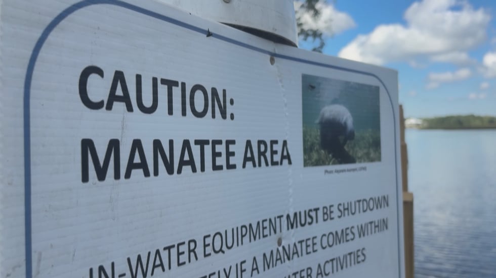 Researchers have documented for the first time that manatees are living and mating in...