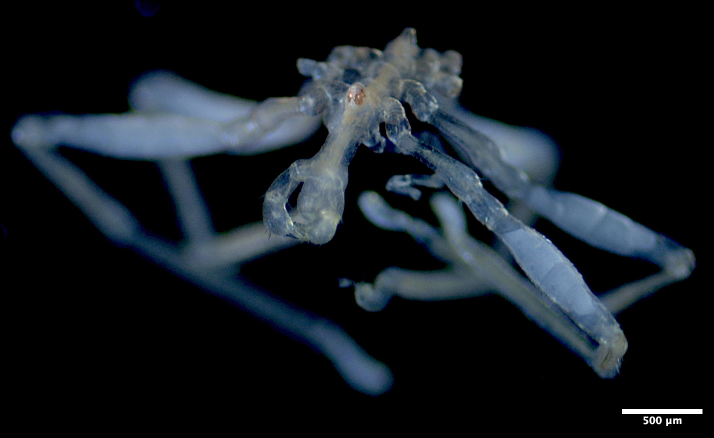 Callipallene pilosuspedes
