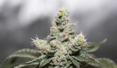 Scientists Uncover Worrying Link Between Frequent Cannabis Use and Seizures