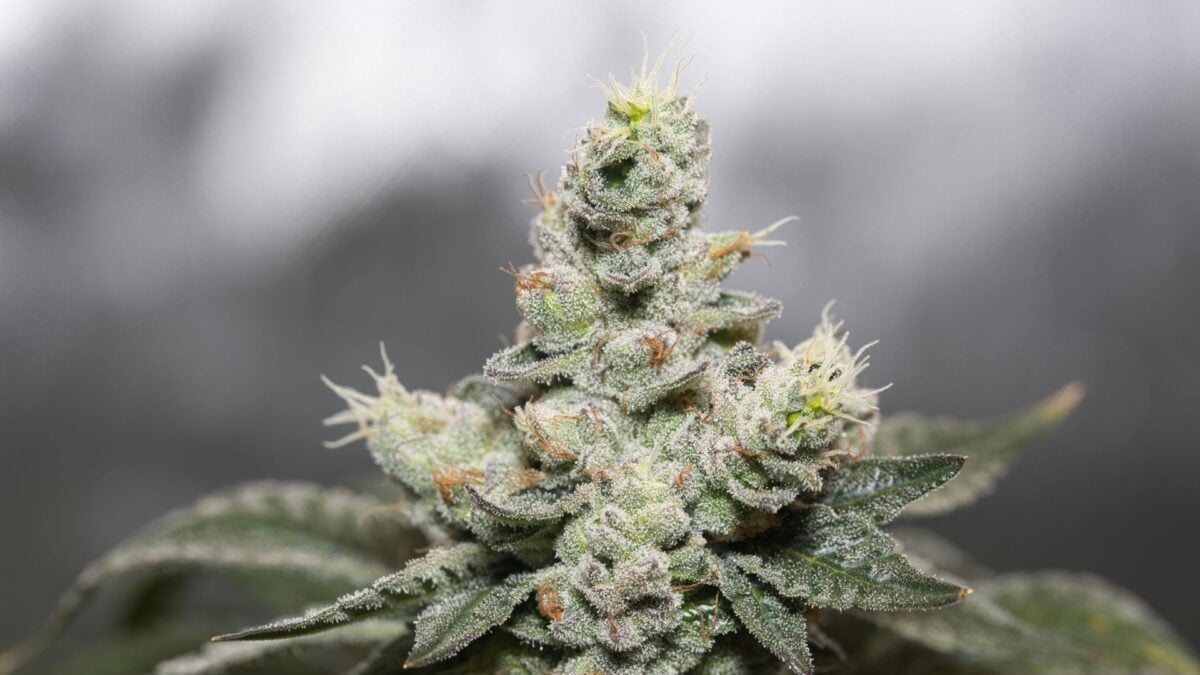 Scientists Uncover Worrying Link Between Frequent Cannabis Use and Seizures