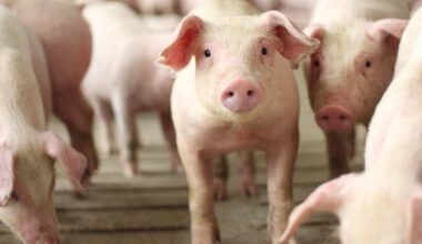 United States Hog Inventory Down 2%