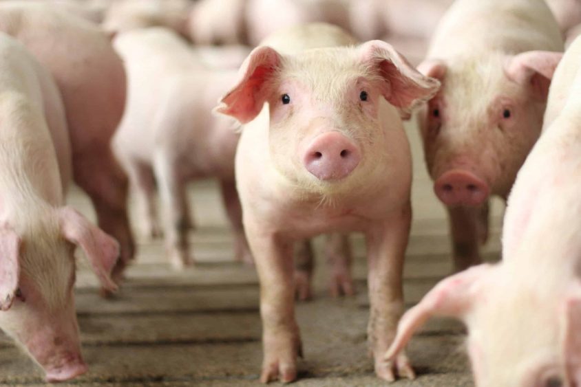 United States Hog Inventory Down 2%