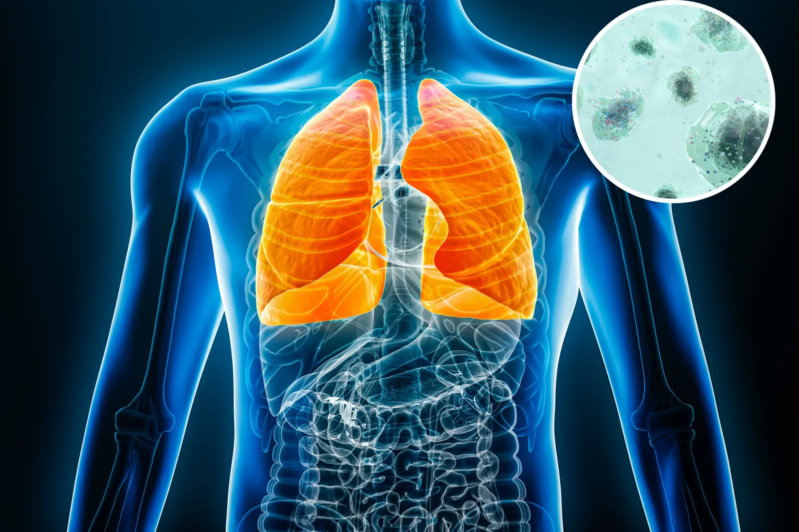 Main image: An X-ray view of human lungs in a 3D rendering illustration with male body contours. Inset: Microplastic particles and synthetic polymer fragments float in contaminated water.