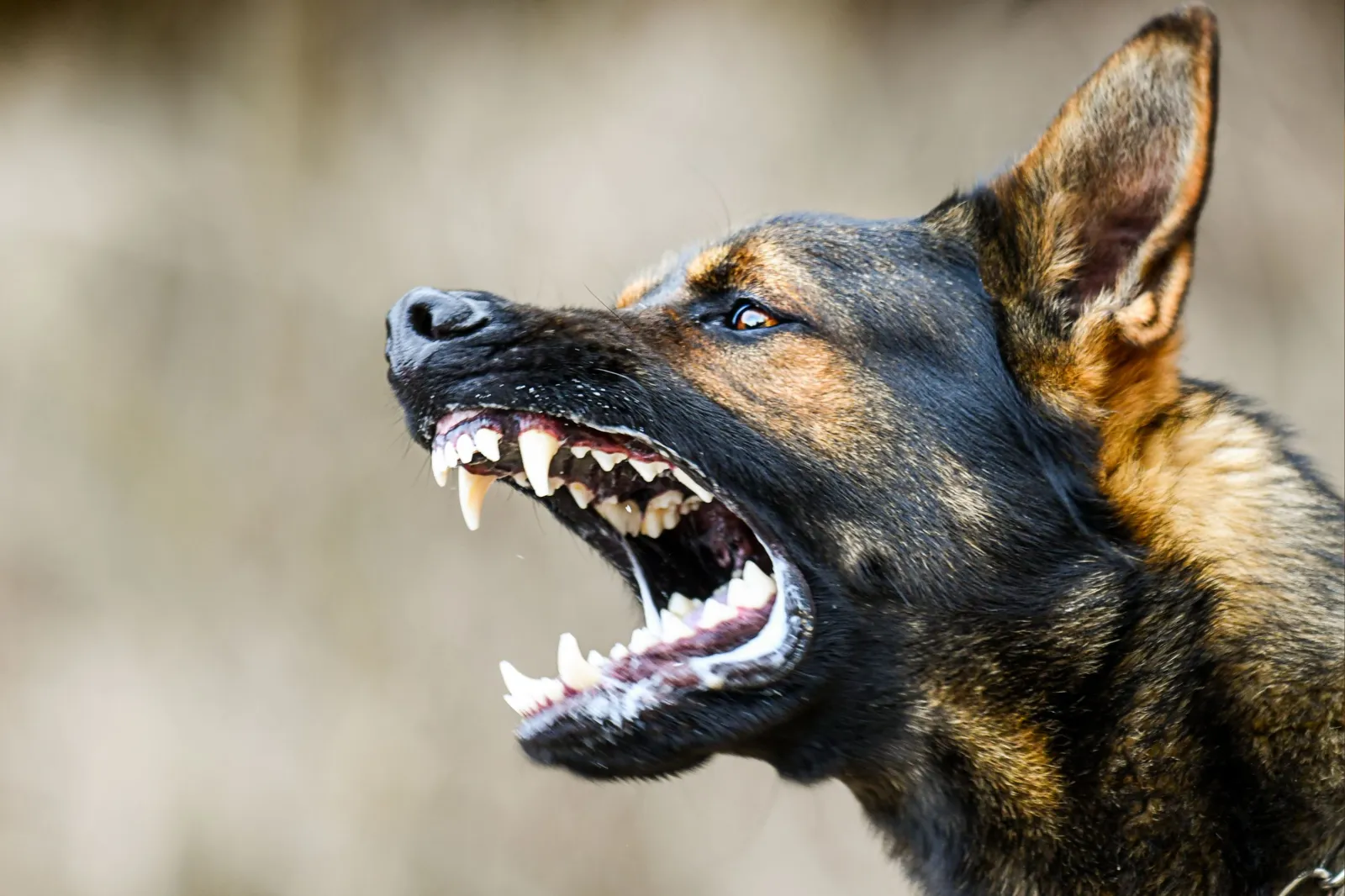 Stock image of a dog. Several different animals have tested positive for rabies across the U.S. in the last few weeks.