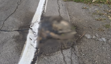 Road crew paints over rotting deer carcass in Hamlin, photo shows