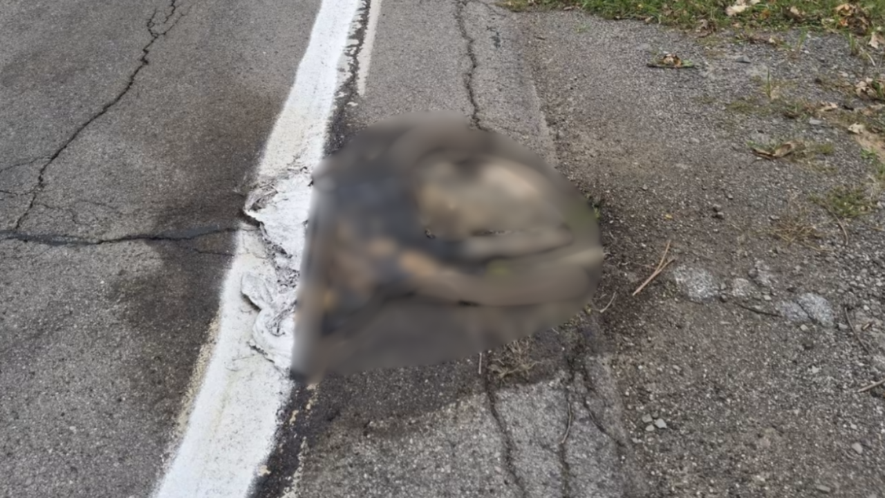 Road crew paints over rotting deer carcass in Hamlin, photo shows