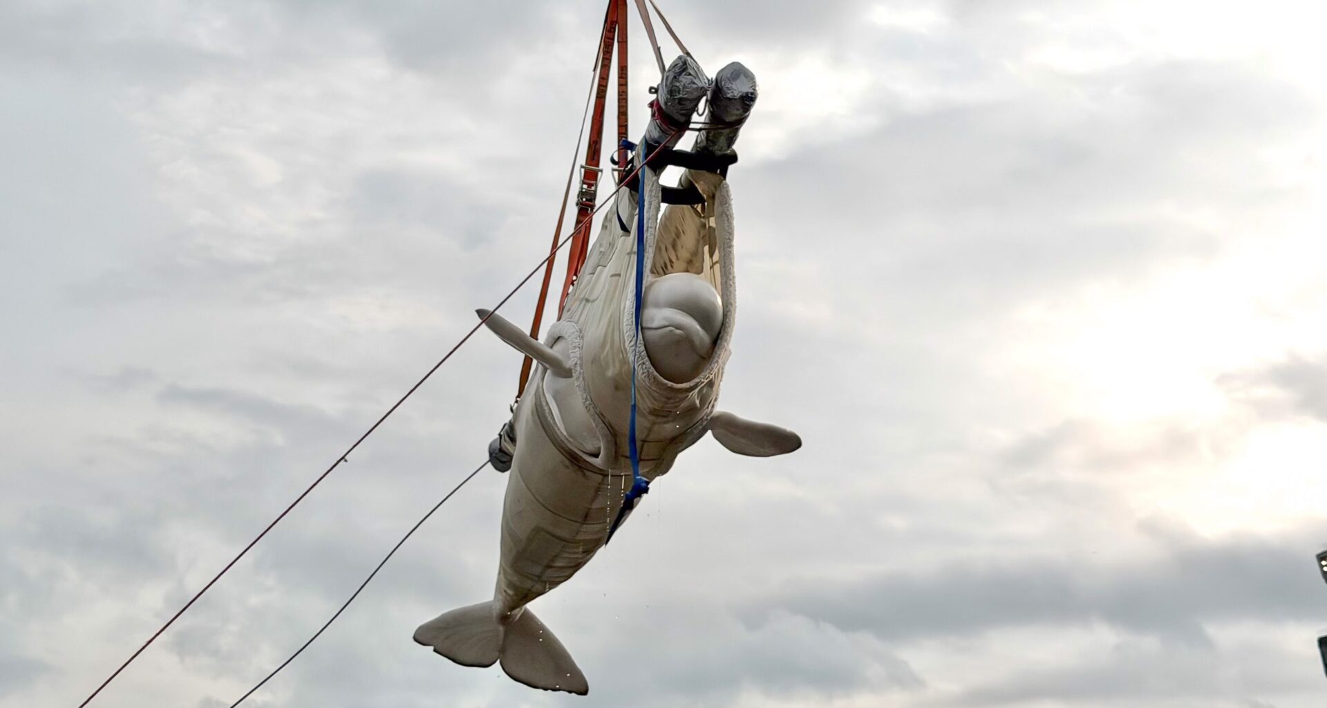 Shedd Finds Gastrointestinal Disease In 2 Beluga Whales From Marineland That Died