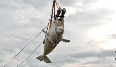 Shedd Finds Gastrointestinal Disease In 2 Beluga Whales From Marineland That Died