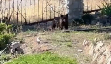 Bear removed from Avenues neighborhood in Salt Lake City