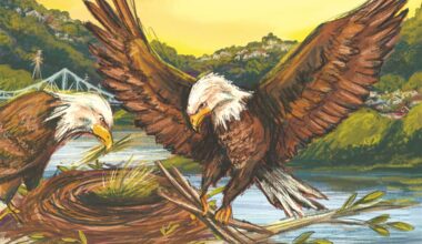 A bald eagle's fall and rescue is now featured in a children's book