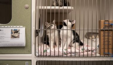 Auditor Says New Animal Services Director ‘Misled’ Multnomah County About His Work Experience