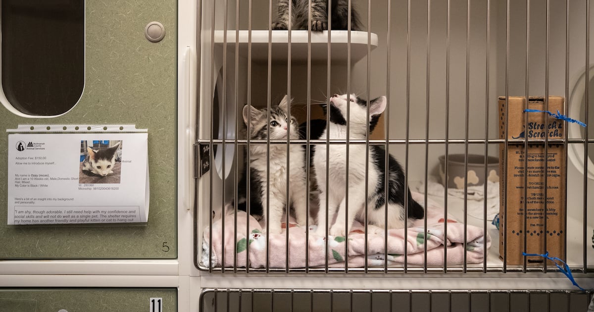 Auditor Says New Animal Services Director ‘Misled’ Multnomah County About His Work Experience