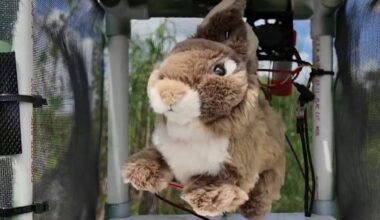 Fake rabbits are being used to lure Burmese pythons in the Everglades – NBC 6 South Florida