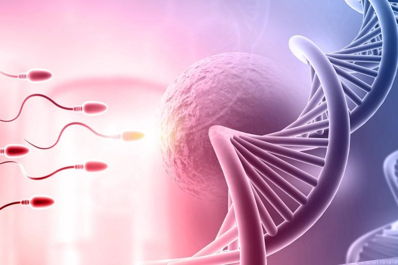Fertilizing Egg Sperm DNA Genetics