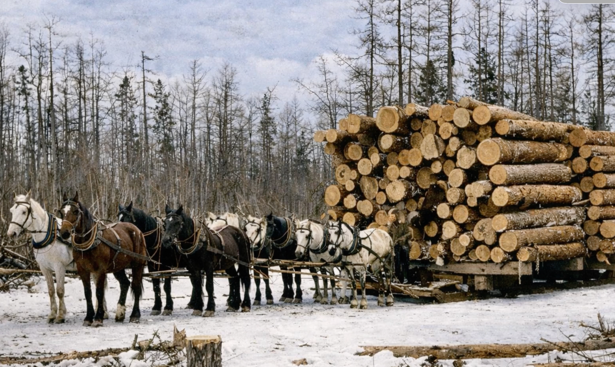 Six horses are harnessed to a large sled loaded with cut logs in a snowy forest area with leafless trees in the background.