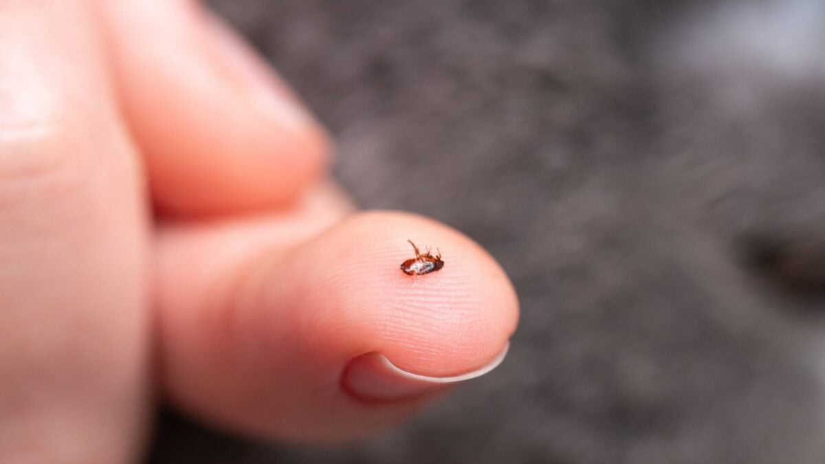 Los Angeles Has a Flea Problem—and It's Fueling Typhus Outbreaks