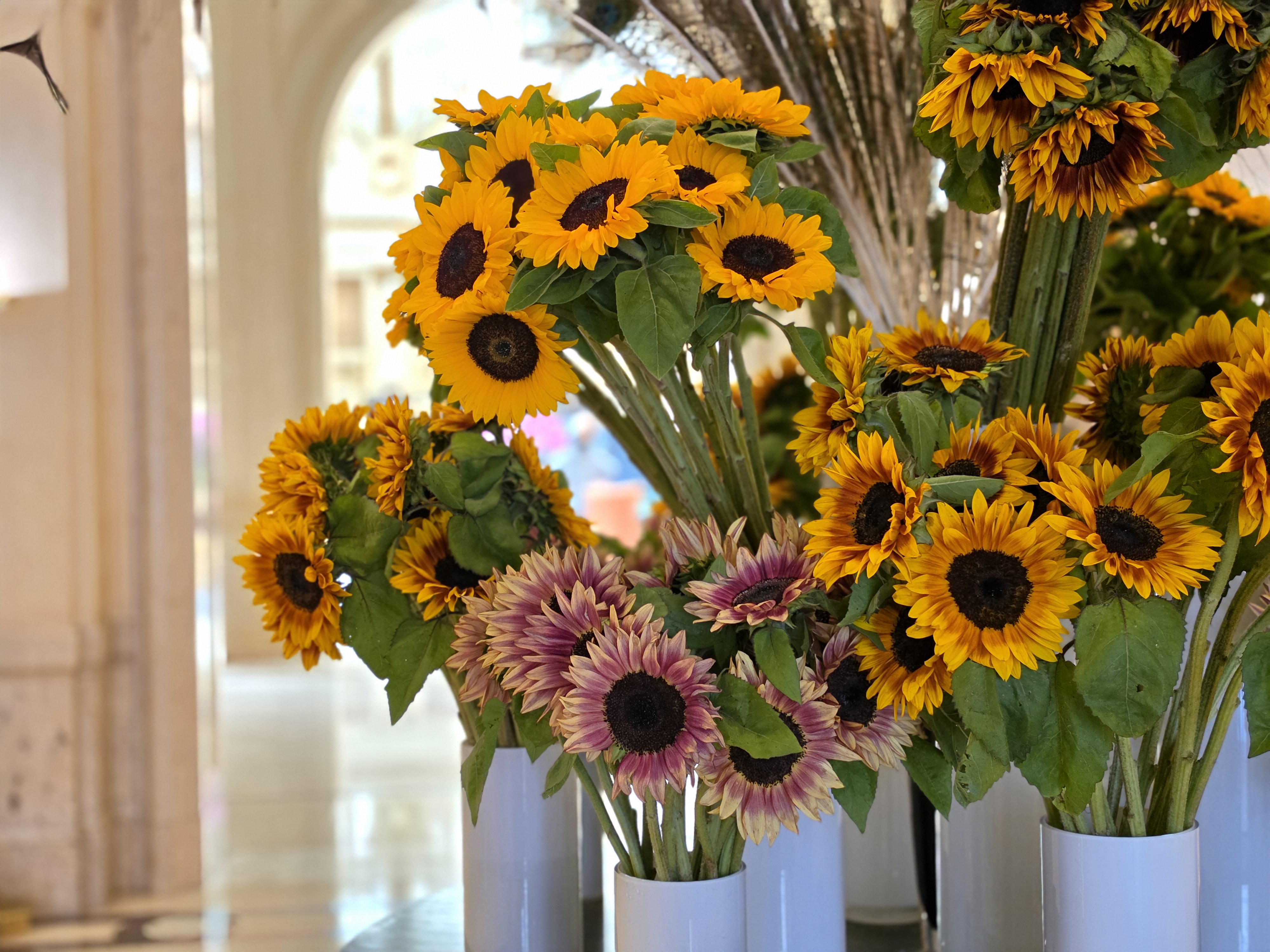 Sunflowers in several vases