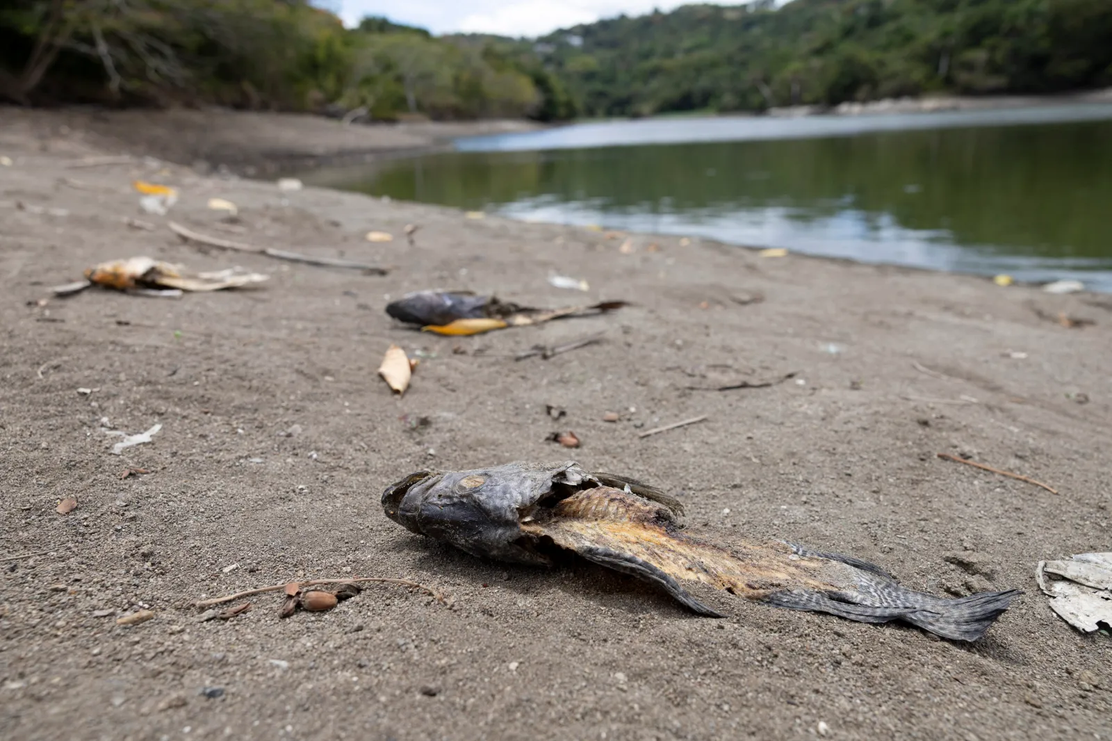 Dead fish lie along the exposed shoreline of Carraizo Reservoir, one of the main water supplies for Puerto Rico, on August 6, 2026.