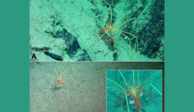 These Deep Sea Denizens Use Giant Sea Spiders as Ubers
