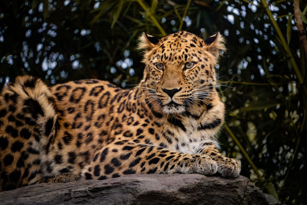 Topeka Zoo welcomes Antin the Amur leopard