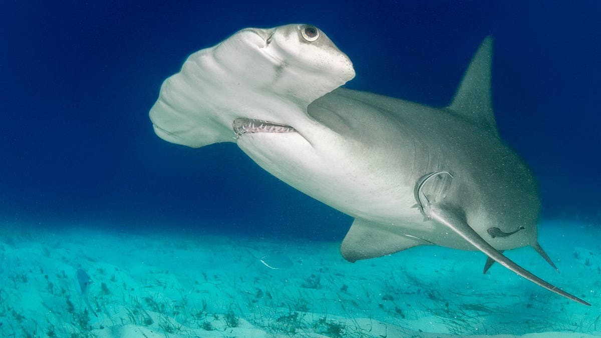 A look at a hammerhead shark in the ocean.