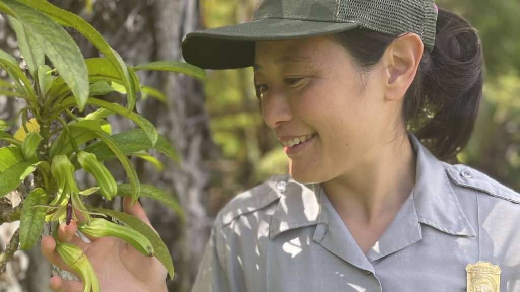 Hawaiʻi Volcanoes National Park ecologist earns prestigious award for natural resources management : Big Island Now