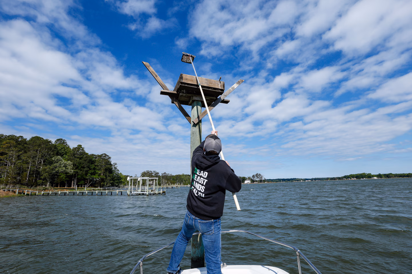Ospreys are disappearing along the East Coast. Scientists think they know why.