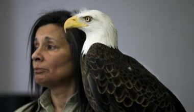 Federal organization threatens to take Mountain State bald eagle