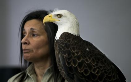 Federal organization threatens to take Mountain State bald eagle