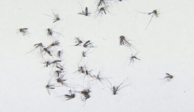 Hillsborough, Pasco and Pinellas counties issue states of emergency over dengue fever - Tampa Bay Times