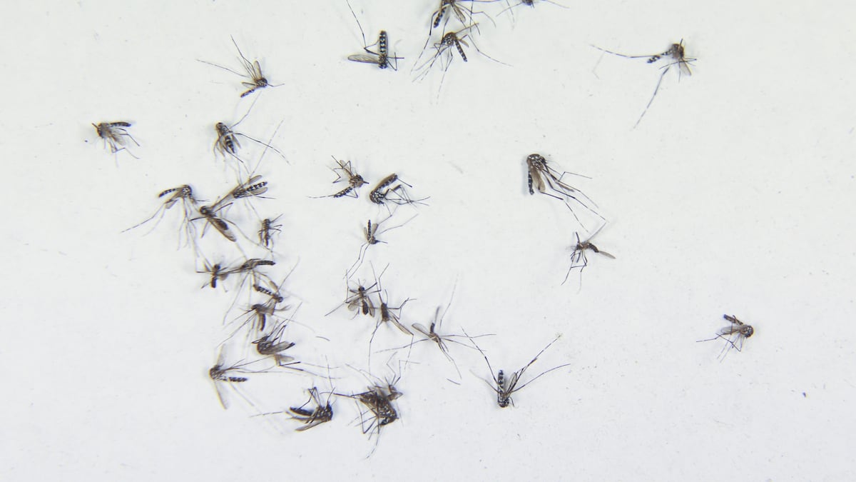 Hillsborough, Pasco and Pinellas counties issue states of emergency over dengue fever - Tampa Bay Times