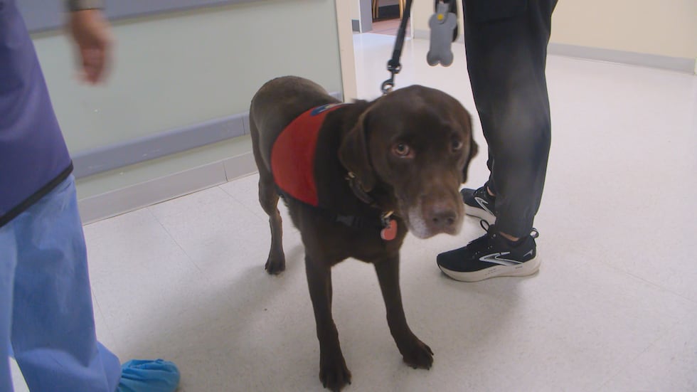 Inside UnityPoint Health-St. Luke's in Sioux City, relief arrives on four paws, as Watson...
