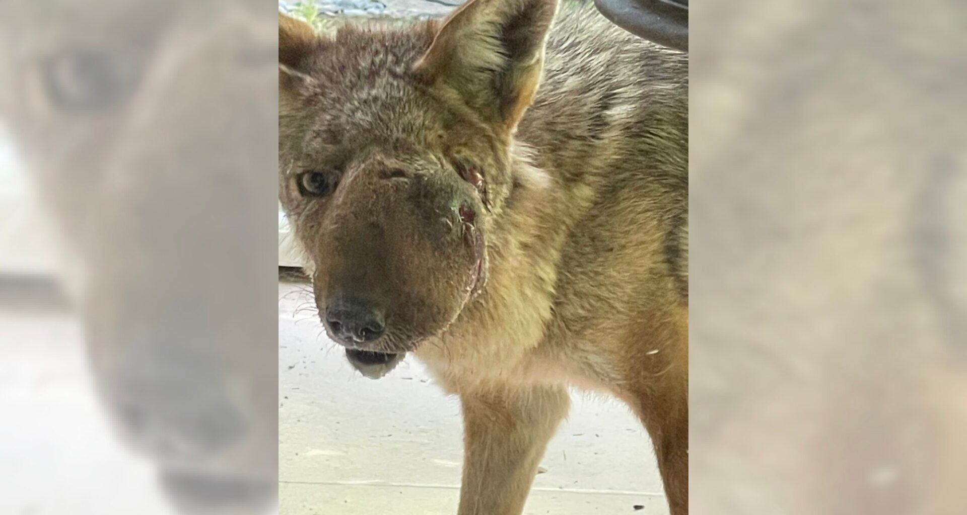 Wendy the Studio City coyote is captured and being treated for huge facial growth – Daily News