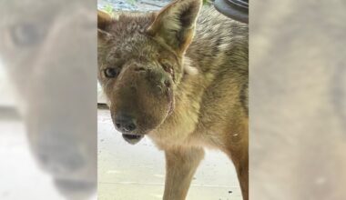 Wendy the Studio City coyote is captured and being treated for huge facial growth – Daily News