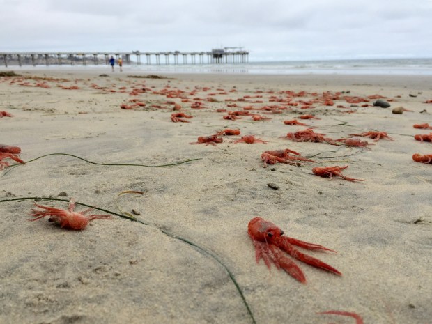Large numbers of bright red tuna crabs washed up on San Diego beaches from Ocean Beach to La Jolla in 2015, seen here at Scripps Pier on June 11 that year. (Brittany Hook / Scripps Institution of Oceanography)