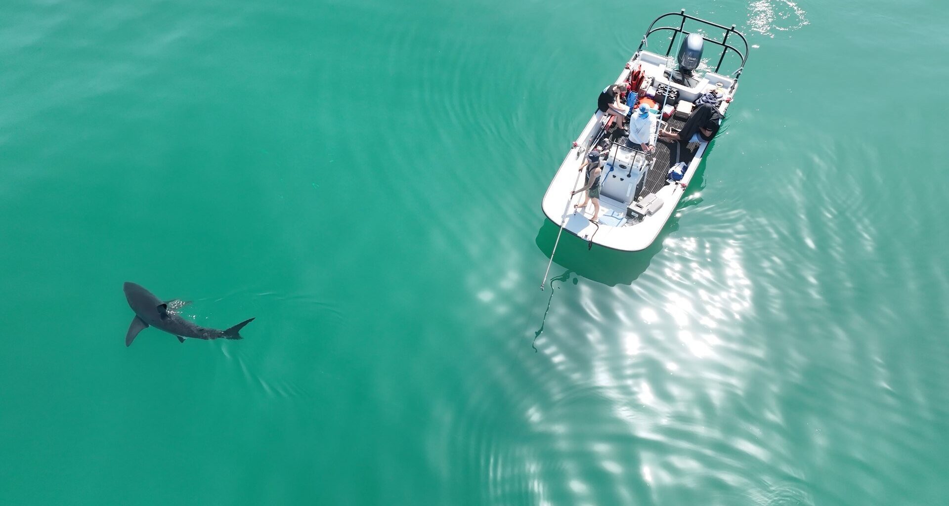 Unusual shark, fish species spotted near La Jolla waters ahead of El Niño – San Diego Union-Tribune