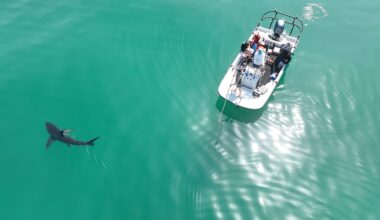 Unusual shark, fish species spotted near La Jolla waters ahead of El Niño – San Diego Union-Tribune